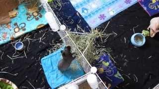 Things To Consider Before Getting Guinea Pigs!