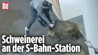 Wilde Sauerei: Mann kämpft gegen Wildschwein | Hannover