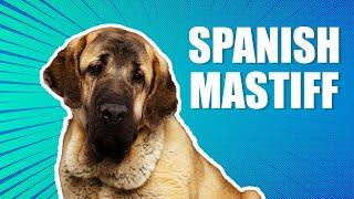 Spanish Mastiff Facts | Doggie Footprints