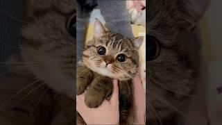 How Cats Really See Humans