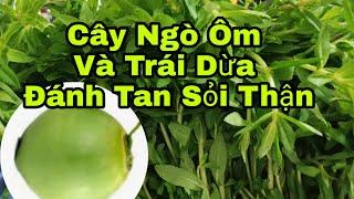 Công Dụng Cây Ngò Ôm, Ngò Ôm Trị Bệnh Sỏi Thận, Thảo Nguyễn family