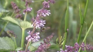 Медоносы. Шалфей Мутовчатый (Salvia verticillata). Honey plants.