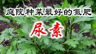 庭院种菜最好的氮肥：尿素 // Best nitrogen fertilizer for vegetables: Urea