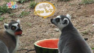 Wild Family, Ring Tailed Lemur #03, 알락 꼬리여우 원숭이 20140808