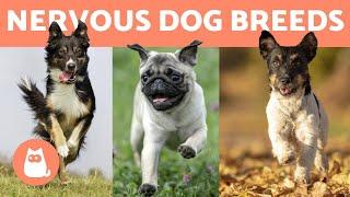 MOST ANXIOUS DOG BREEDS  TOP 10