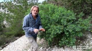 Plantes médicinales : Anagyre Fétide, Cytise des Alpes (Anagyris Laburnum) et Cytise faux Ebénier