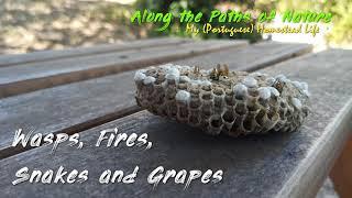 WASPS, FIRES, SNAKES AND GRAPES (Last summer's homestead stories on my portuguese farm land) *50