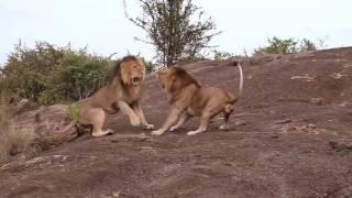 Lion Fight - Masai Mara, 2015