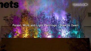 Forest, Wind and Light Paintings - Dusk to Dawn