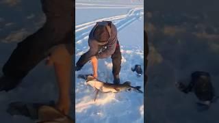 #рыбалка#fishing#щука 9кг.Сегозеро,Попов порог.