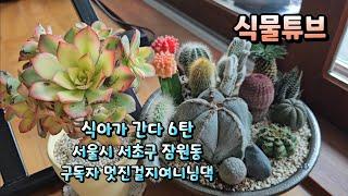 [식아가 간다 ~ 6탄] 랜선으로나마 서울 잠원동 멋진걸지여니님댁 실내식물들 구경하러 가시죠~   #양재꽃시장 #식물튜브 #식아가간다 #관엽 #식물아빠