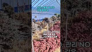 일년 중 가장 예쁜 아이스블루 향나무 스탠다드  #토피어리, #겨울정원, #스탠다드형