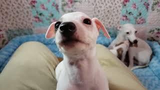 All The DoDa Day Little Lamb Italian Greyhound Puppies Cuddly Crazy Energy 