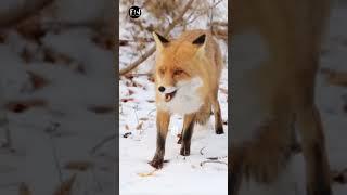 शेर और लोमड़ी की दोस्ती   ll #cartoon #facts #trending #shortvideo #horror