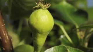 Pear flower opening to fruit swelling time lapse filmed over 8 weeks