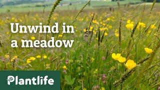 Unwind in a meadow