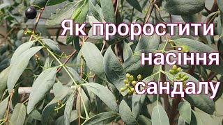 Вирощування та пророщування сандалу (Santalum) з насіння (сандалове дерево)