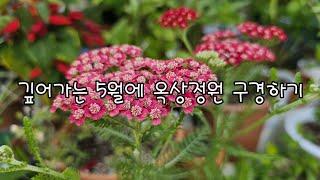 깊어가는 5월에 효지네옥상정원 구경하기#옥상정원#예쁜정원#톱풀#봄비#마장지#효지네정원