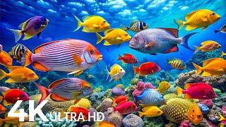 AQUARIUM 4K (ULTRA HD)  Rare & Colorful Sea Life Video - Relaxing Sleep Meditation Music - 4K Video