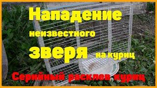 Кто напал на петуха и украл двух куриц? Серийный расклев куриц. Новые Деревенские Romanov TV