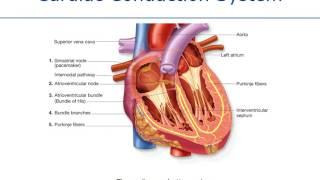 Anatomy & Physiology