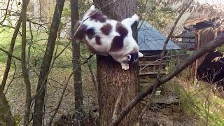 Fatass cat trying to climb down tree