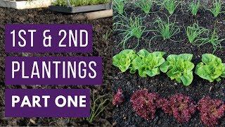 1st & 2nd plantings PART ONE