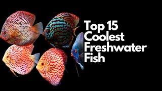The Top 15 Coolest Freshwater Fish 