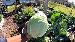 VLOGMAS DAY9 - HARVEST DAY OF CABBAGE & HERBS