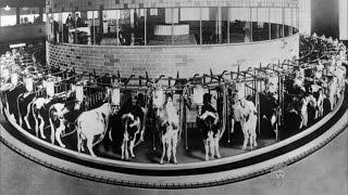 Almanac: The automatic cow milker