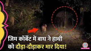 Jim Corbett में Tiger, Elephant को 3 दिनों तक दौड़ाता रहा, Viral Video हैरान कर देगा!