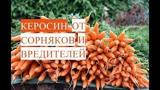 Прополка Моркови Керосином. Керосин от Сорняков и Вредителей. (03.06.17)