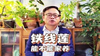 为什么家里忌讳种铁线莲？先问是不是，再问为什么