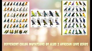 DIFFERENT COLOR MUTATIONS OF ALBS 2 AFRICAN LOVE BIRDS