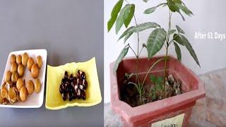 61 Days of Growing Longan Fruit from Fresh Seeds to Seedlings in a Plastic Pot