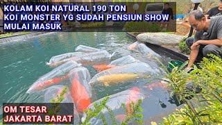 KOLAM KOI NATURAL 190 TON | 14 EKOR IKAN KOI MONSTER MULAI MASUK BERTAHAP | OM TESAR JAKARTA BARAT