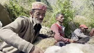 Shearing Sheep With Scissors | Shepherd's Life  | Gaddi Mountains