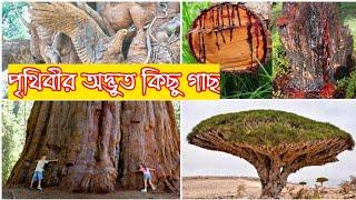 Top Ten Trees In The Wold | পৃথিবীর অদ্ভুত কিছু গাছ যা দেখলে আপনি অবাক হবেন |