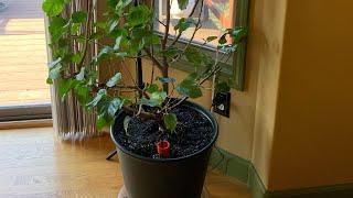 Best Tips On Transplanting Hibiscus Plants