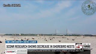VIDEO: South Carolina Department of Natural Resources count this season’s seabird nests