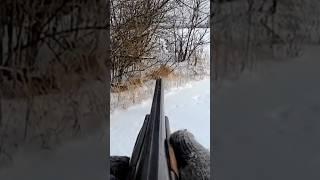 Заяц выбежал из норы и сел!!! #barsukov #охотаназайца #hunting #охота #особоечутье