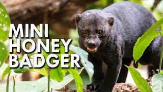 Tayra: The Honey Badger of South America