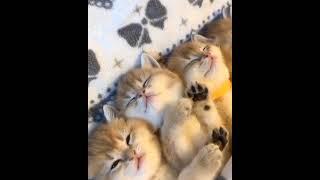 #shorts Cute tiny kittens#tinycute