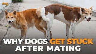 Why Dogs Get Stuck After Mating - Dog Breeding Process Explained