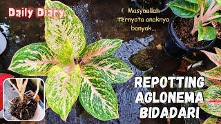 Repotting Aglonema Bidadari | Daily Kebuncilik