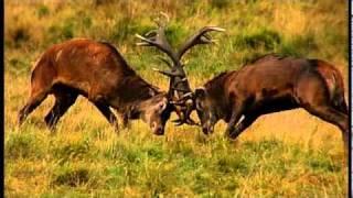 Deer fight, Dyrehaven, Denmark