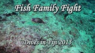 Fish Family Fight (Семейная ссора по-рыбьи)
