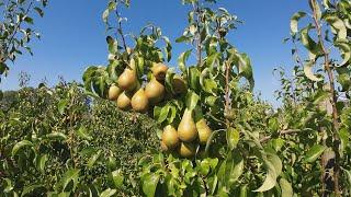 Pear Harvest | Conference and Doyenne Du Comice