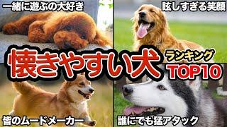 【誰とでも仲良し】人に懐きやすい犬種ランキングTop10