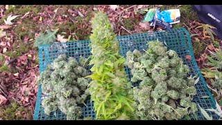 outdoor cannabis guarrilla grow uk harvest poxy weather